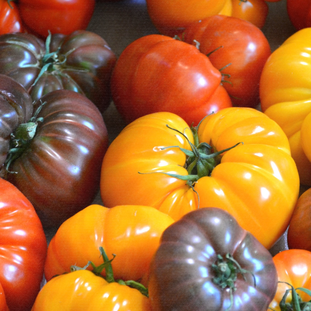 The story of tomatoes is one of the most fascinating journeys in culinary history 🍅✨
For 8,000 years, this humble fruit traveled from the Andean highlands through Mesoamerica, faced suspicion in Europe (they thought it was poisonous!), and eventually became the foundation of cuisines worldwide.
In our latest Kitchen 101 guide, we explore everything about tomatoes—their ancient origins with the Aztecs, the science behind their umami-rich flavor, and how to choose the right variety for every cooking need.
You'll discover why heirloom tomatoes taste different from supermarket ones, what makes San Marzanos perfect for sauce, and the techniques that unlock their full potential in your kitchen.
This isn't just about cooking—it's about understanding the cultural and botanical journey of an ingredient we often take for granted.
Link in LinkTree 💚
#Tomatoes #FoodHistory #CookingGuide #KitchenBasics #HomeCoking #FoodScience #HeirloomTomatoes #LearnToCook #TheNoms #FoodBlog #CookingTips #RecipeIdeas #FoodEducation #FromScratch